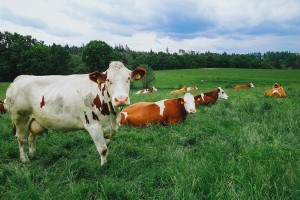 Bò sữa hữu cơ được nuôi 100% bằng cỏ và thực vật hữu cơ