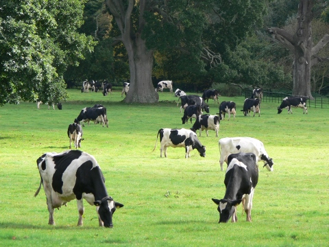 Sữa bột từ trang trại hữu cơ có gì đặc biệt?